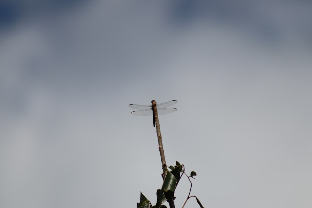 green and brown tree branch