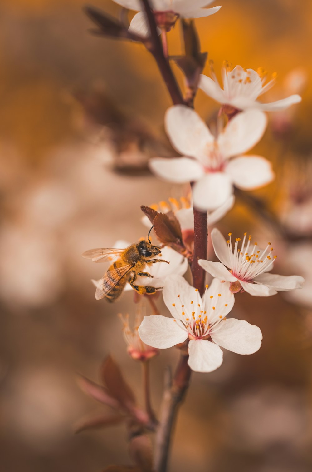 abelha preta e marrom na flor branca