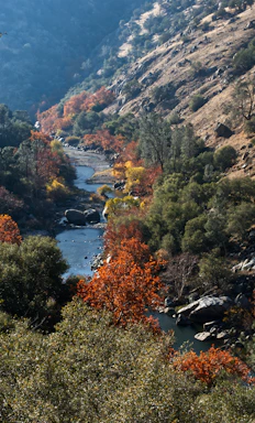 river between trees and mountains during daytime