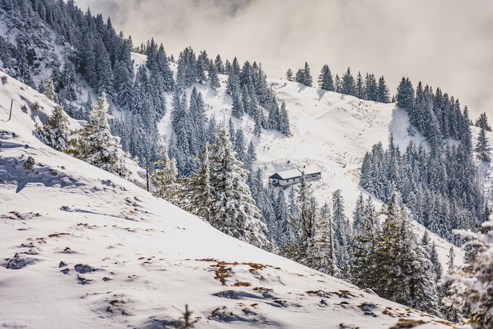 snow covered mountain with pine trees