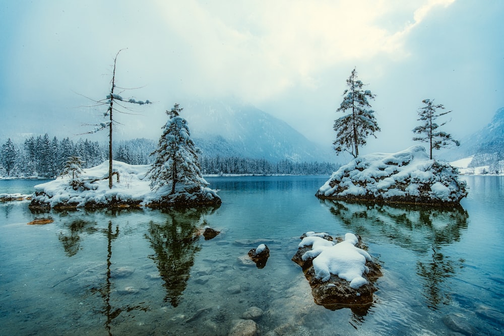 green trees near lake under white sky during daytime