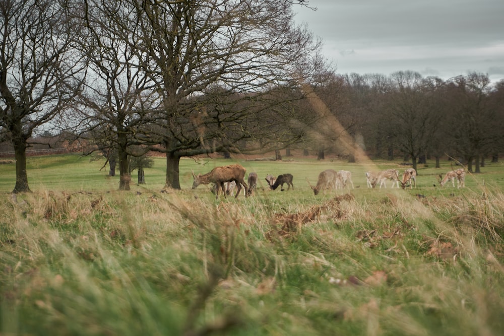 herd of sheep on green grass field during daytime