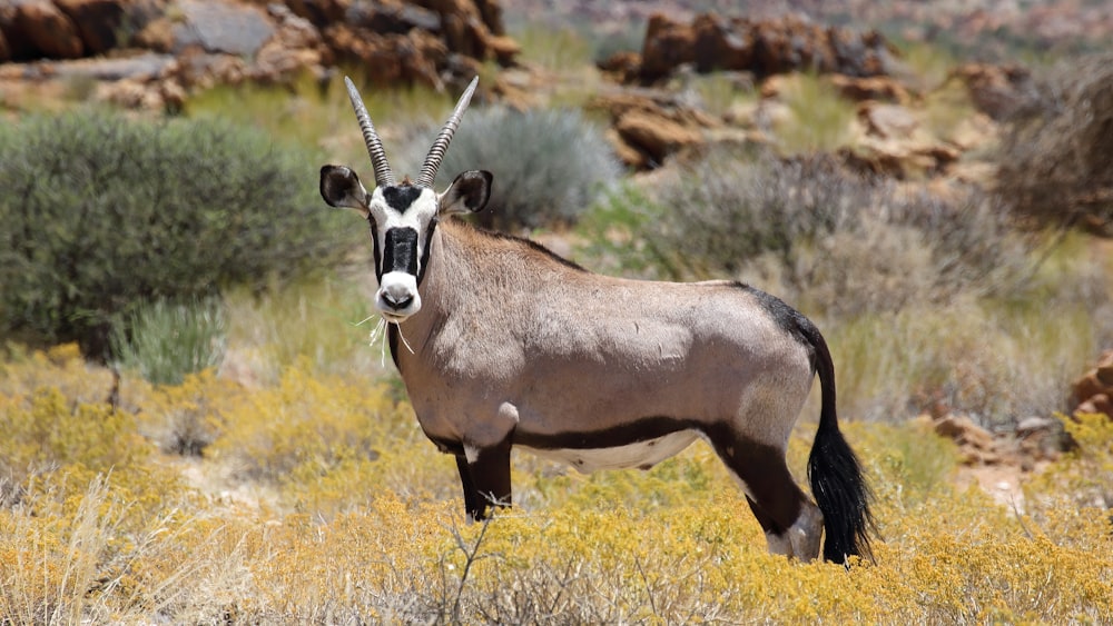 brown and white animal on green grass during daytime