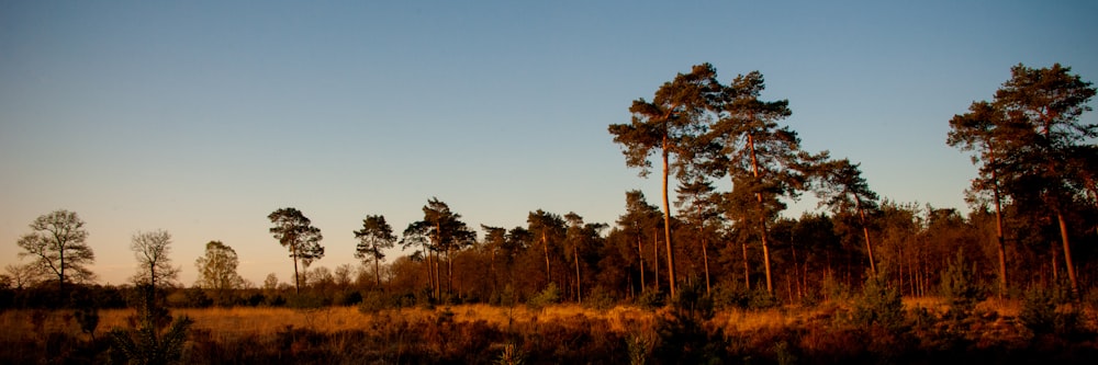 green and brown trees under blue sky during daytime