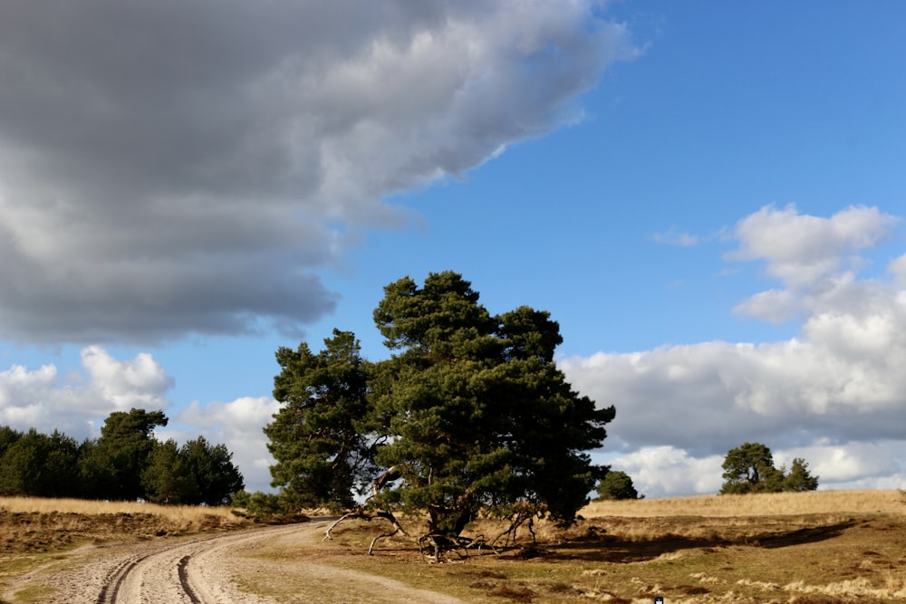 green trees on brown field under blue and white cloudy sky during daytime