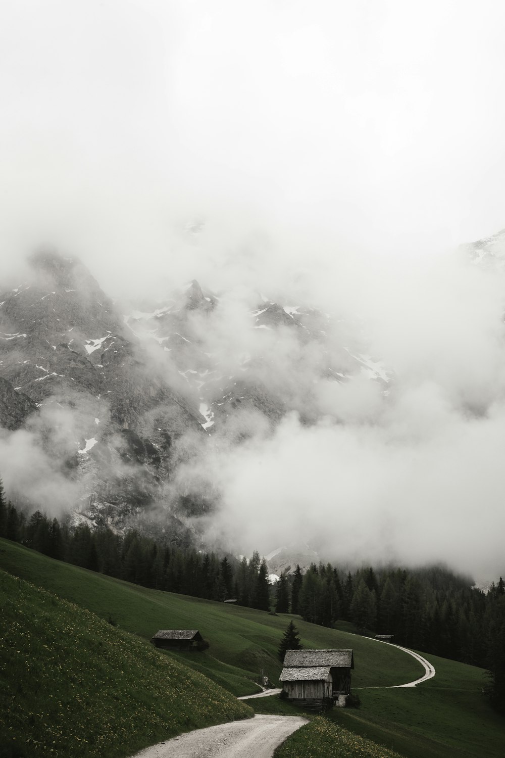 green grass field with fog