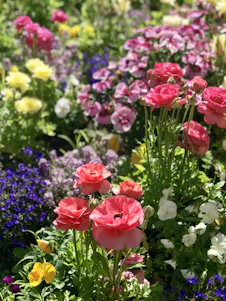 A vibrant garden showcasing a mix of colorful flower beds, neatly trimmed shrubs, and elegant container arrangements under soft sunlight.