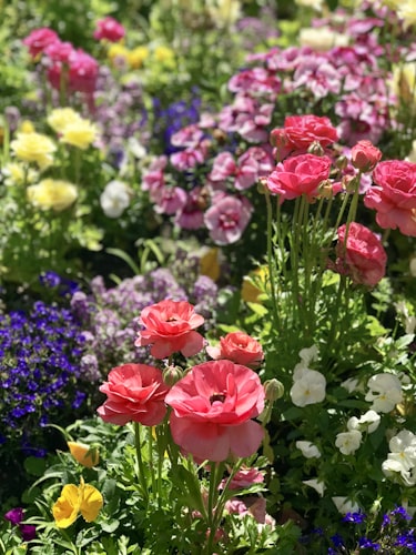 Perennials
