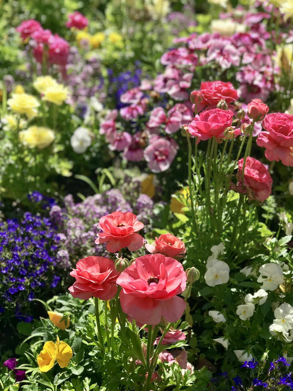 rosa und gelbe Blüten tagsüber