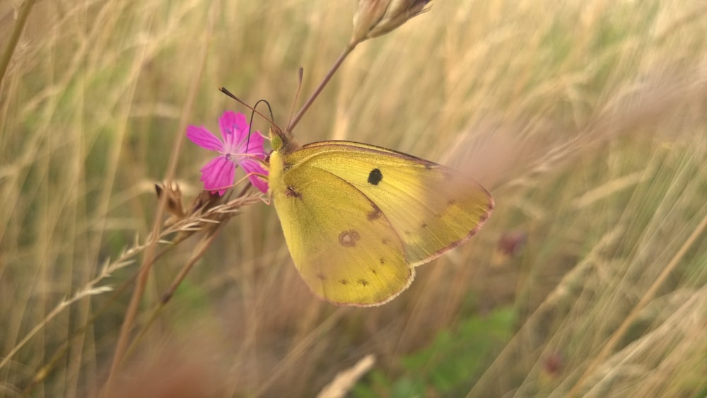a yellow butterfly sitting on top of a pink flower