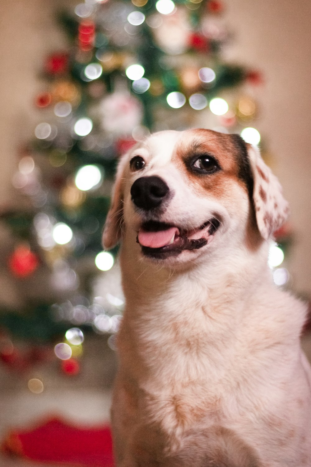 white and brown short coated dog