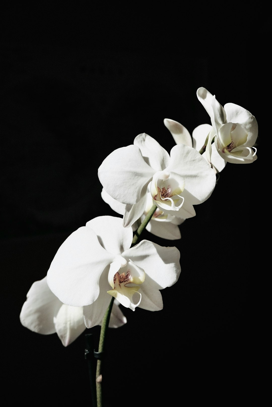 white moth orchids in bloom