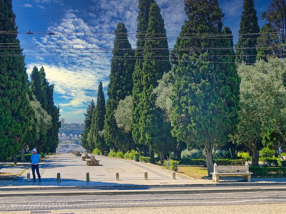 green trees on gray concrete road during daytime