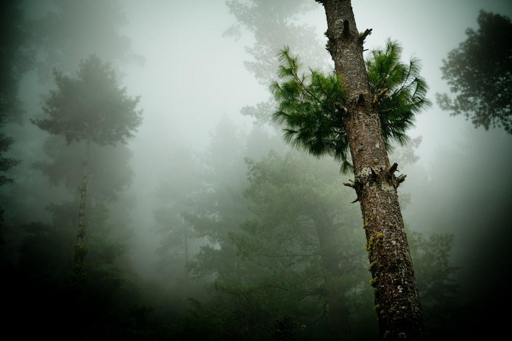 green tree with fog during daytime