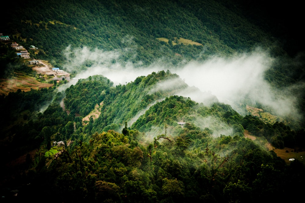 green trees on mountain during daytime