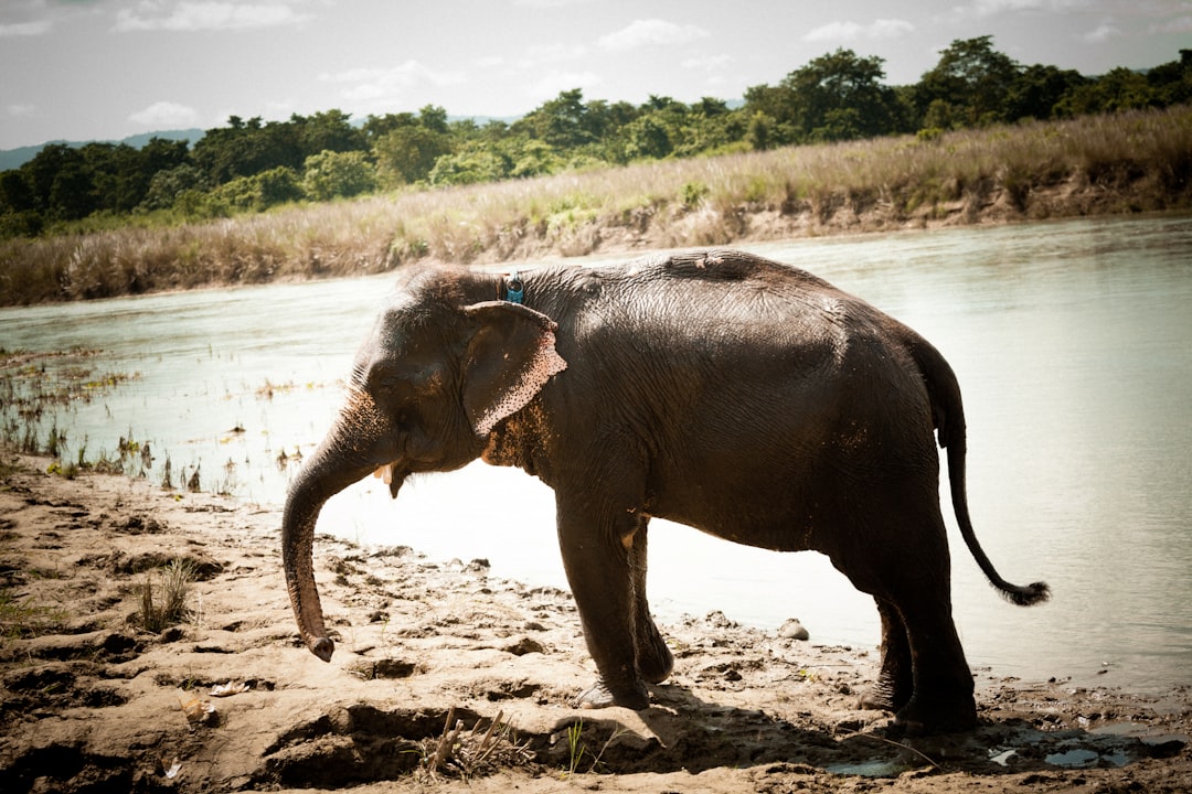 gray elephant walking on brown soil during daytime