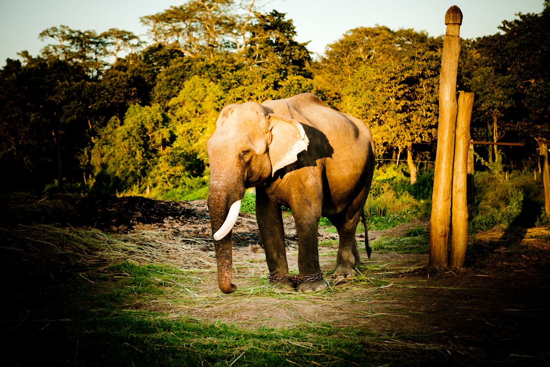 grey elephant on green grass field during daytime