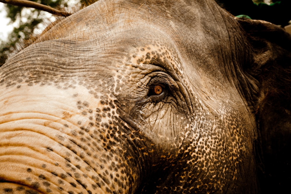 éléphant gris en gros plan photographie