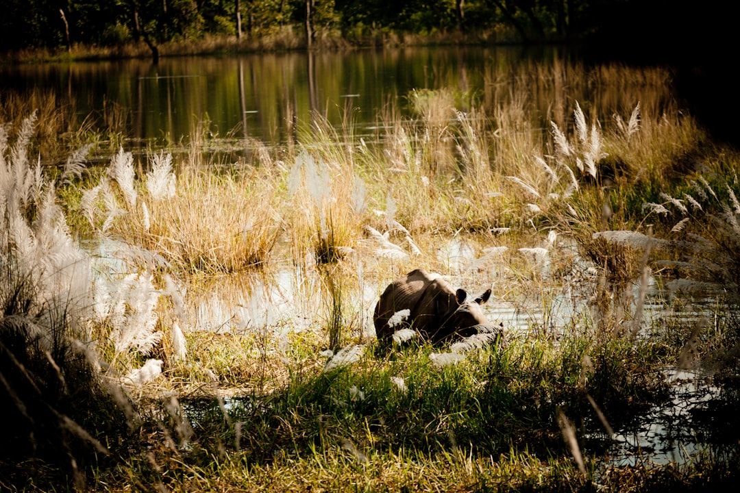 black and white cow on green grass field near lake during daytime