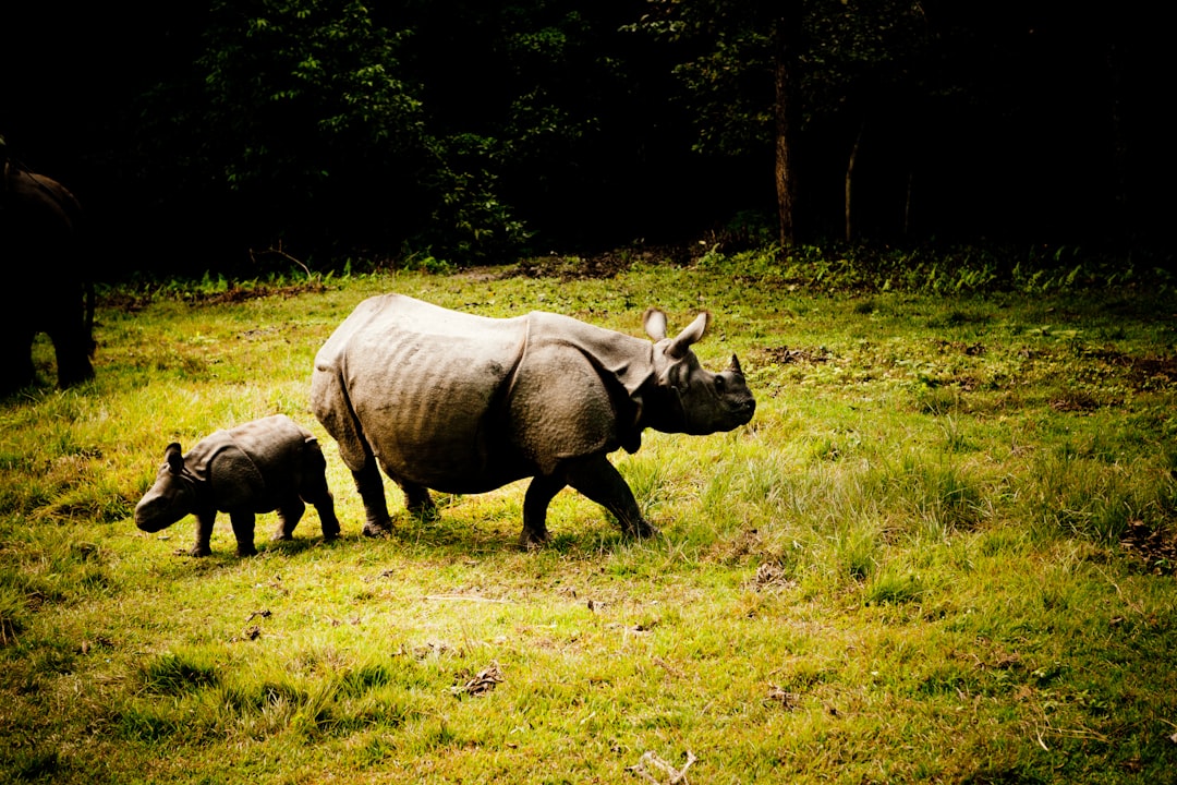 brown rhinoceros on green grass field during daytime