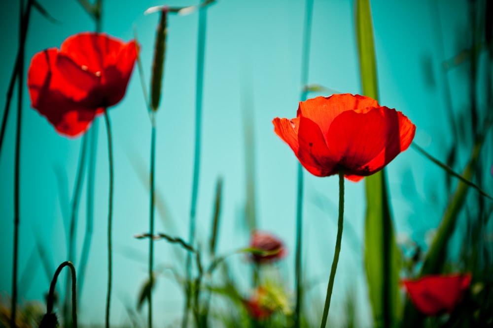 red flower in shallow focus lens