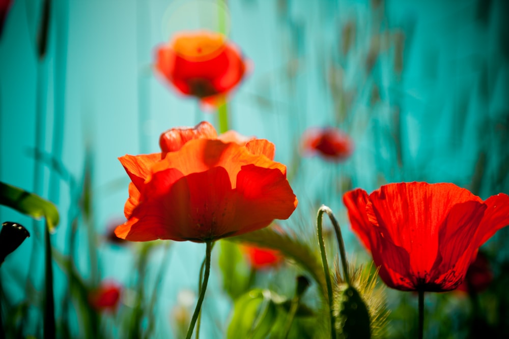 red flower in tilt shift lens