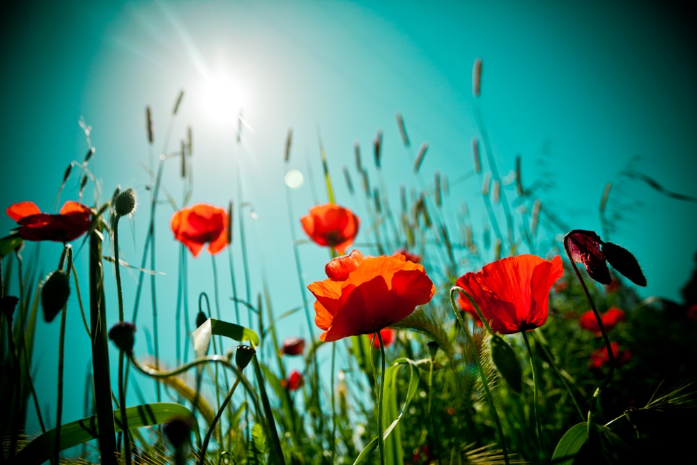 red flower in close up photography