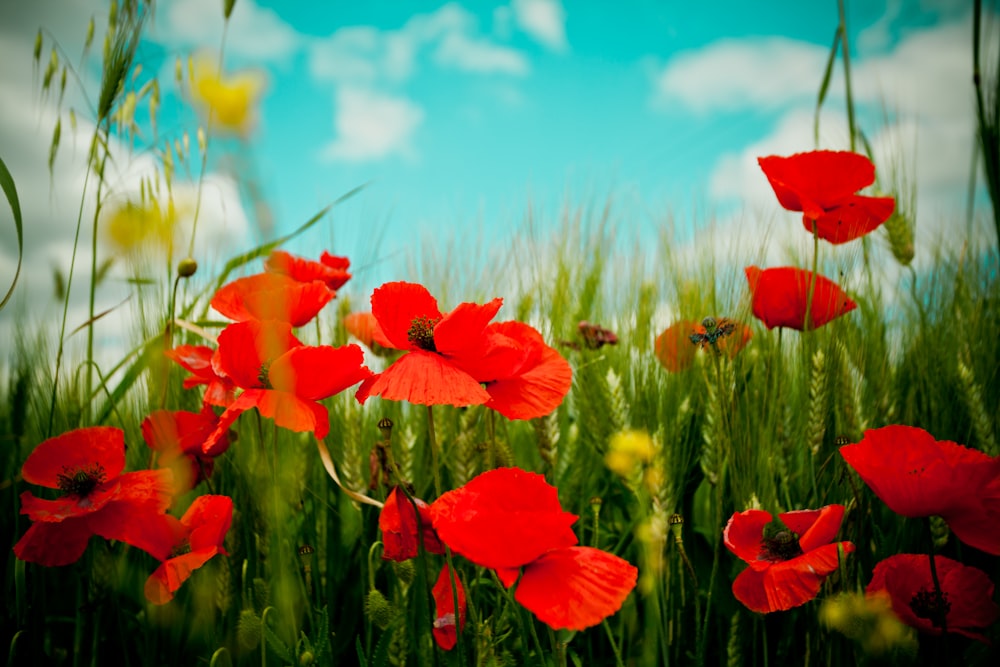 red flower field under blue sky during daytime