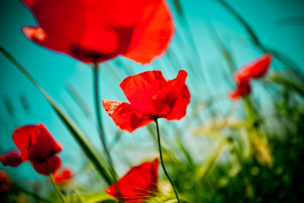 red flower in tilt shift lens