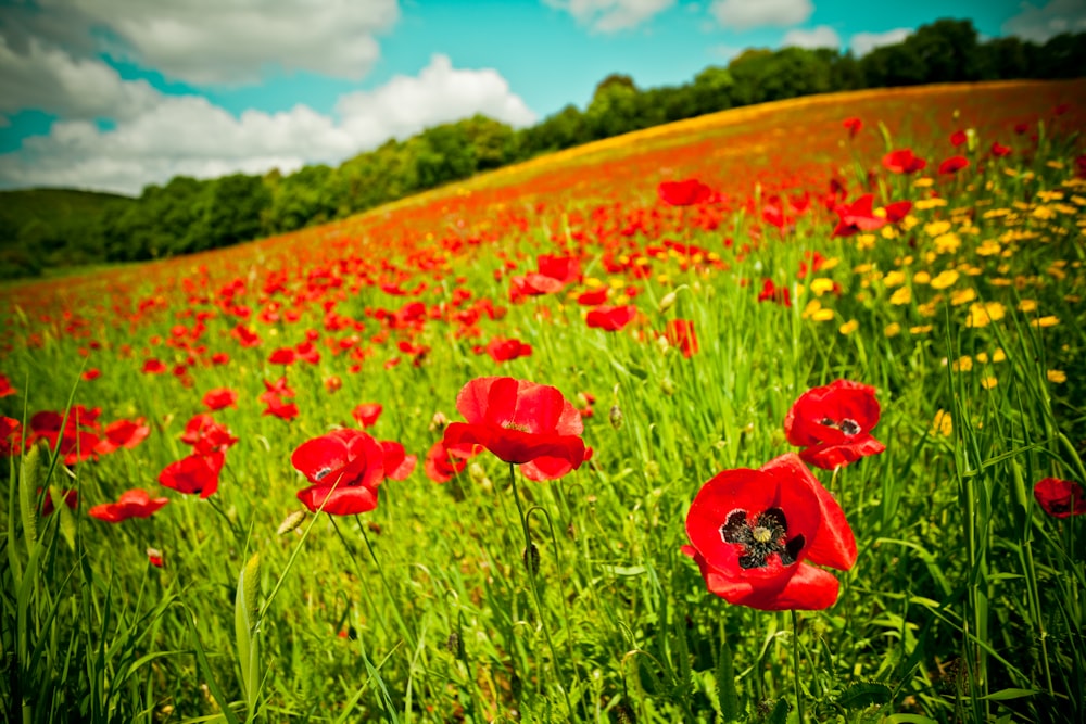 champ de fleurs rouges sous le ciel bleu pendant la journée