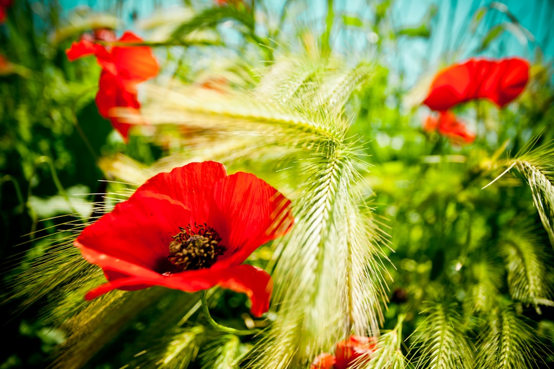 red flower in green wheat field during daytime