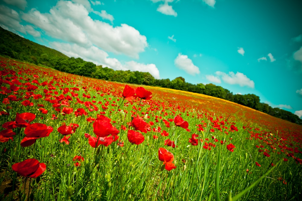 red flower field under blue sky during daytime