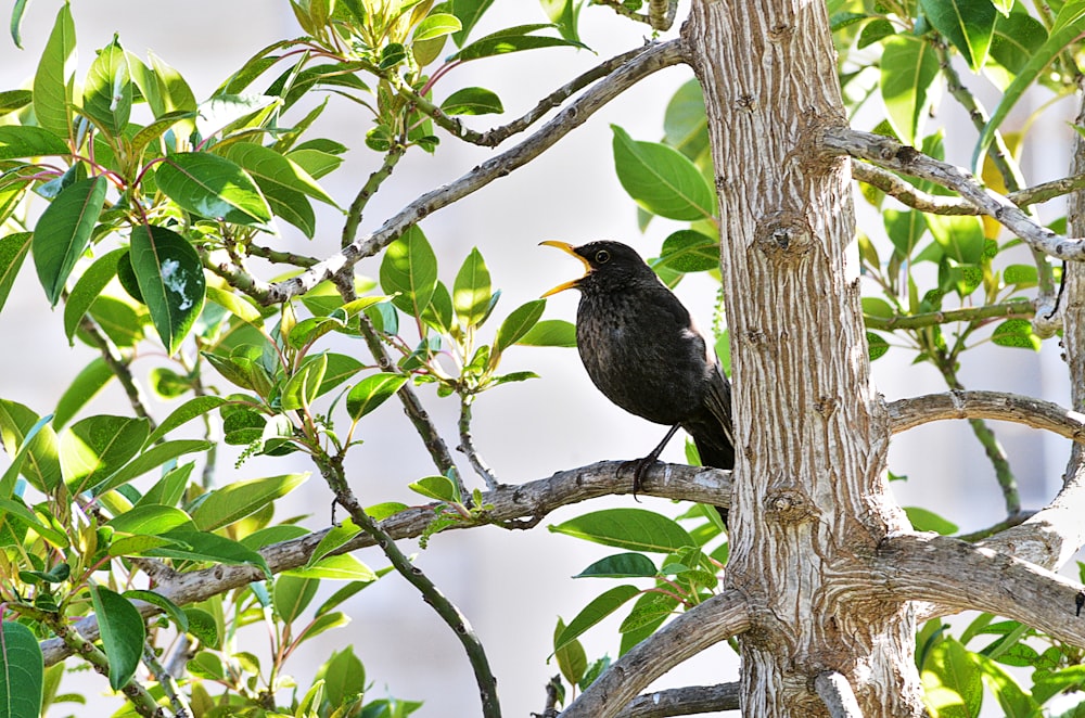 black bird on brown tree branch during daytime