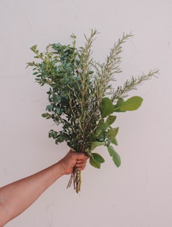 green plant on persons hand