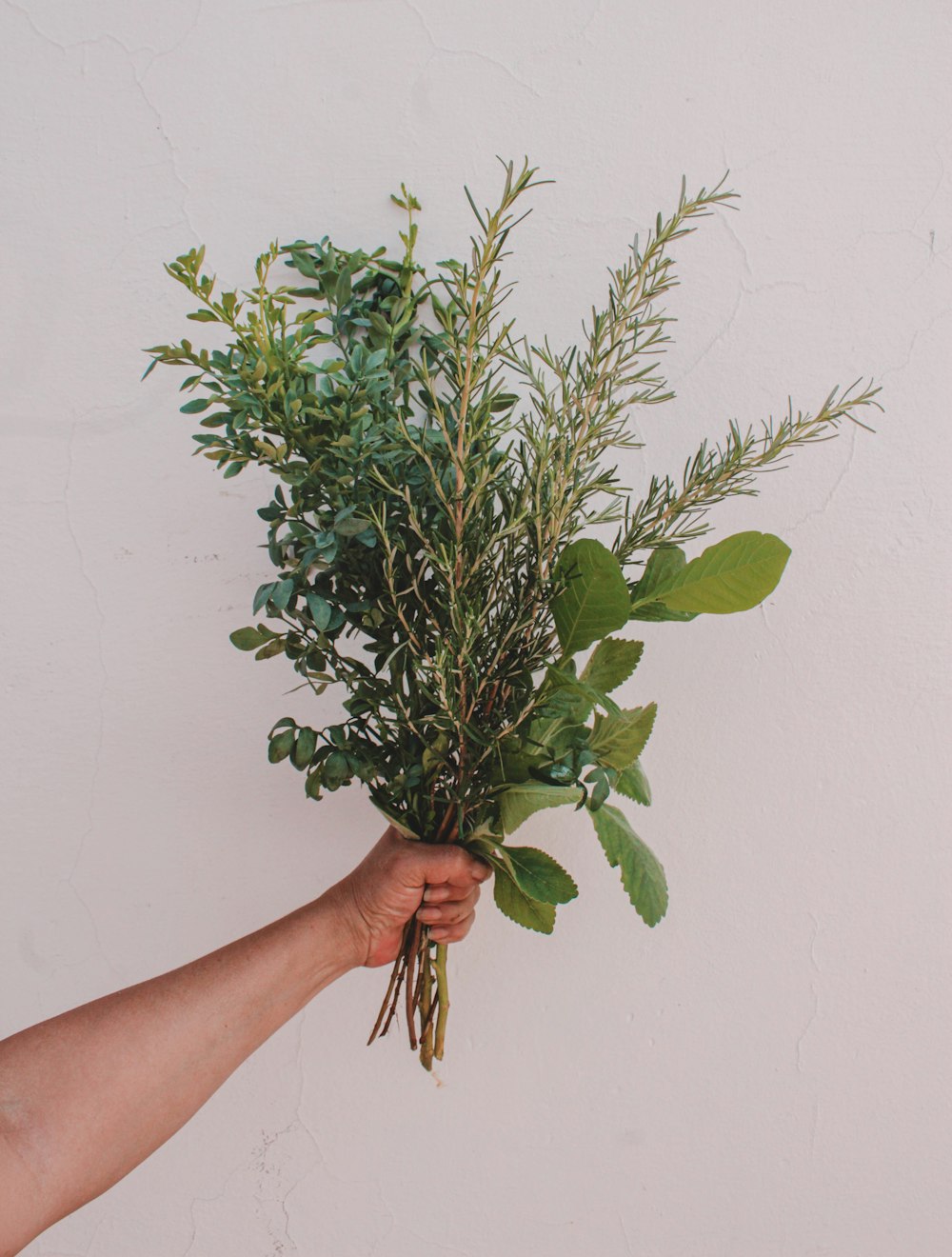 green plant on persons hand