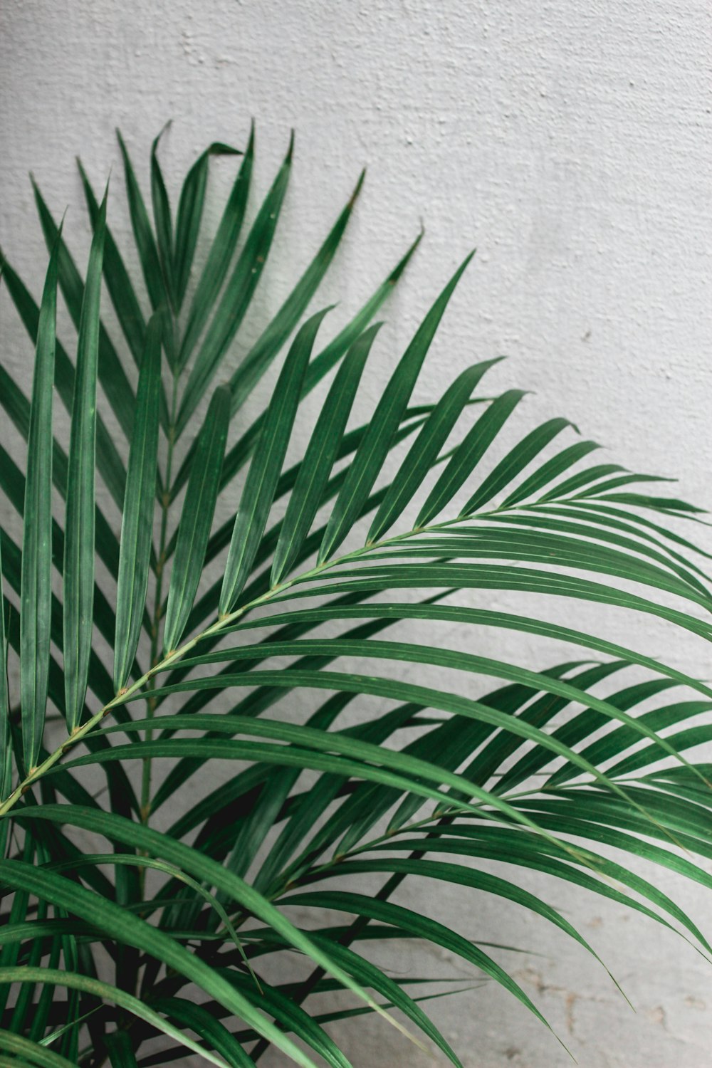 grüne Pflanze neben weißer Wand