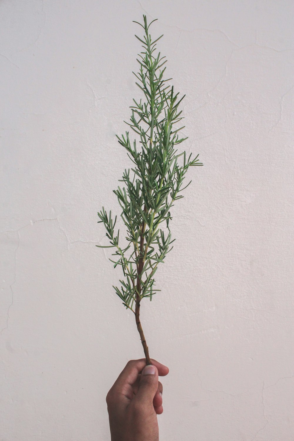 Planta verde en maceta de madera marrón