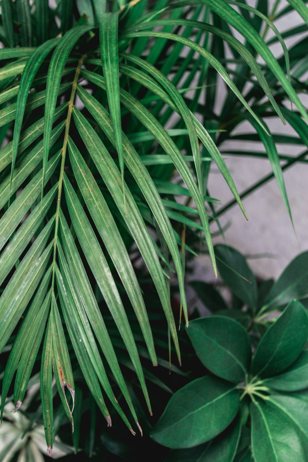 green plant near white wall