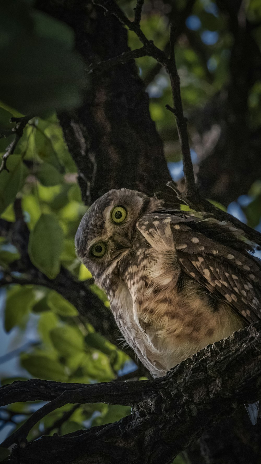 brown owl on tree branch during daytime