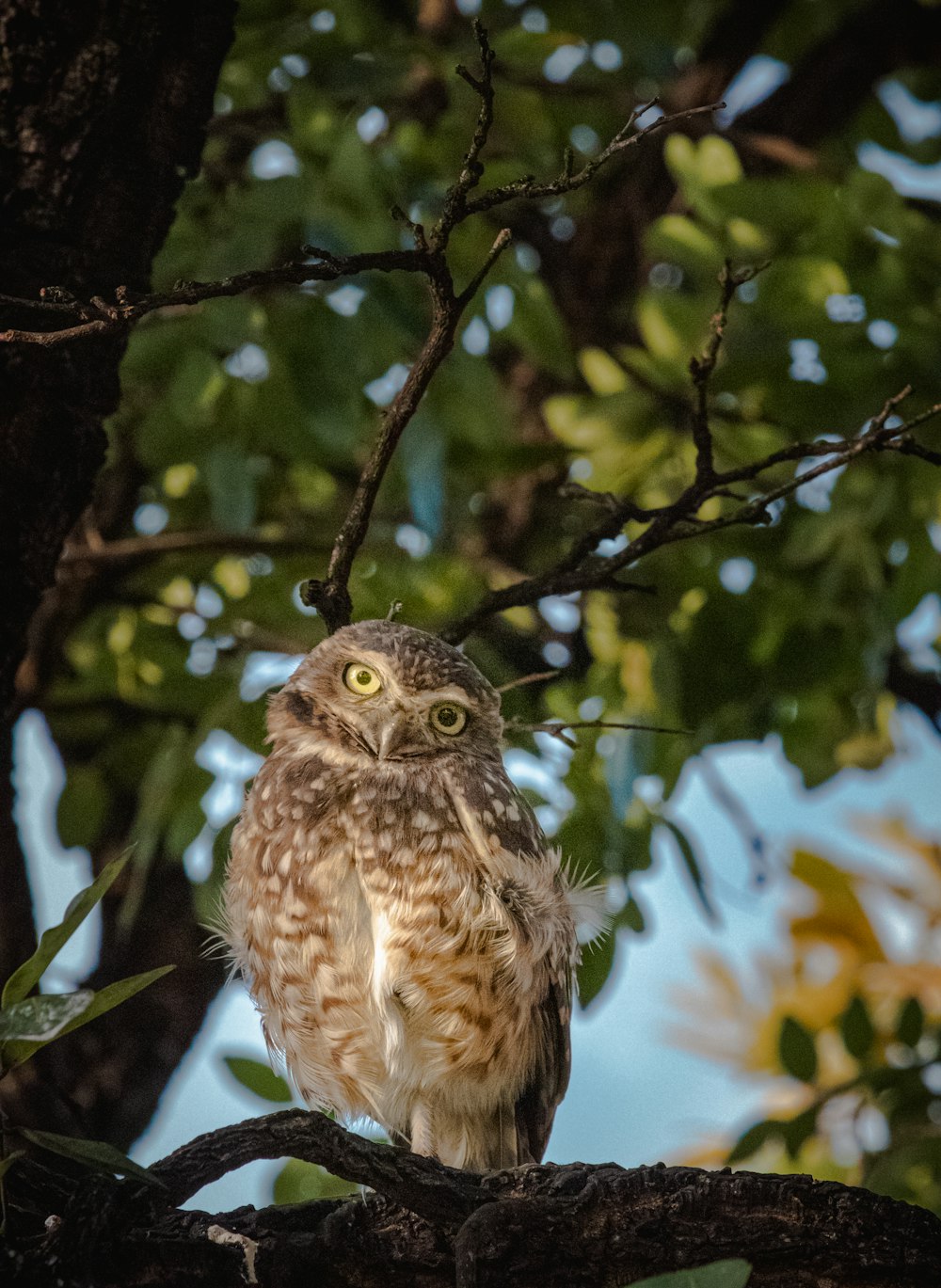 an owl is sitting on a branch of a tree