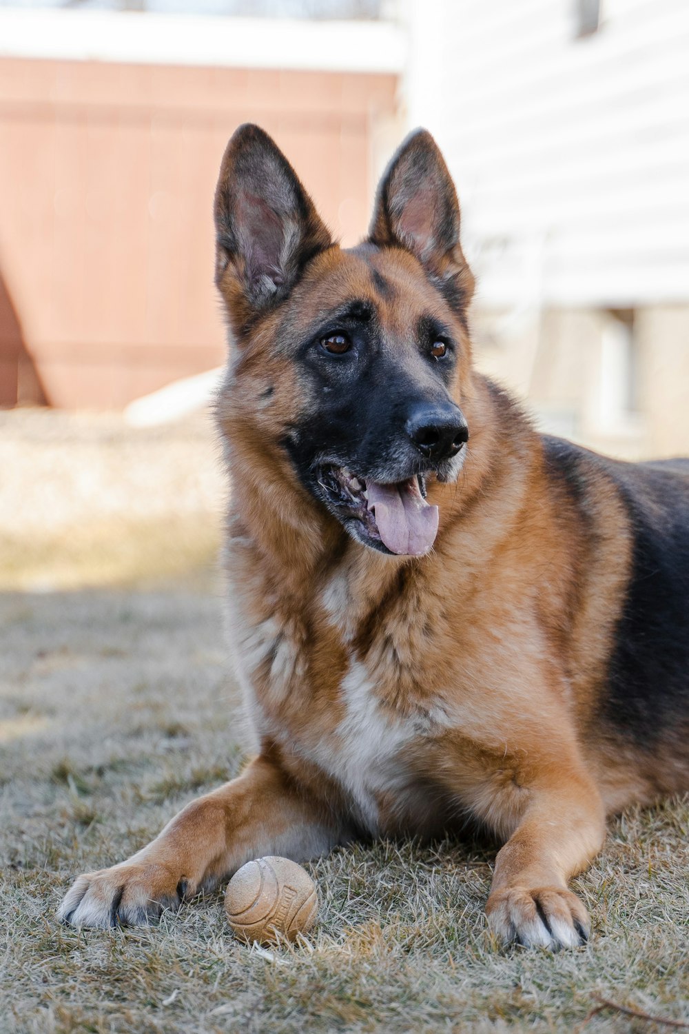 black and tan german shepherd sitting on ground during daytime