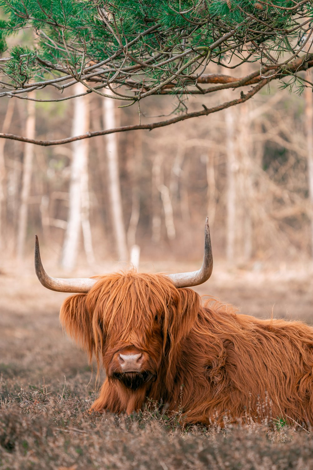 brown yak on gray field during daytime