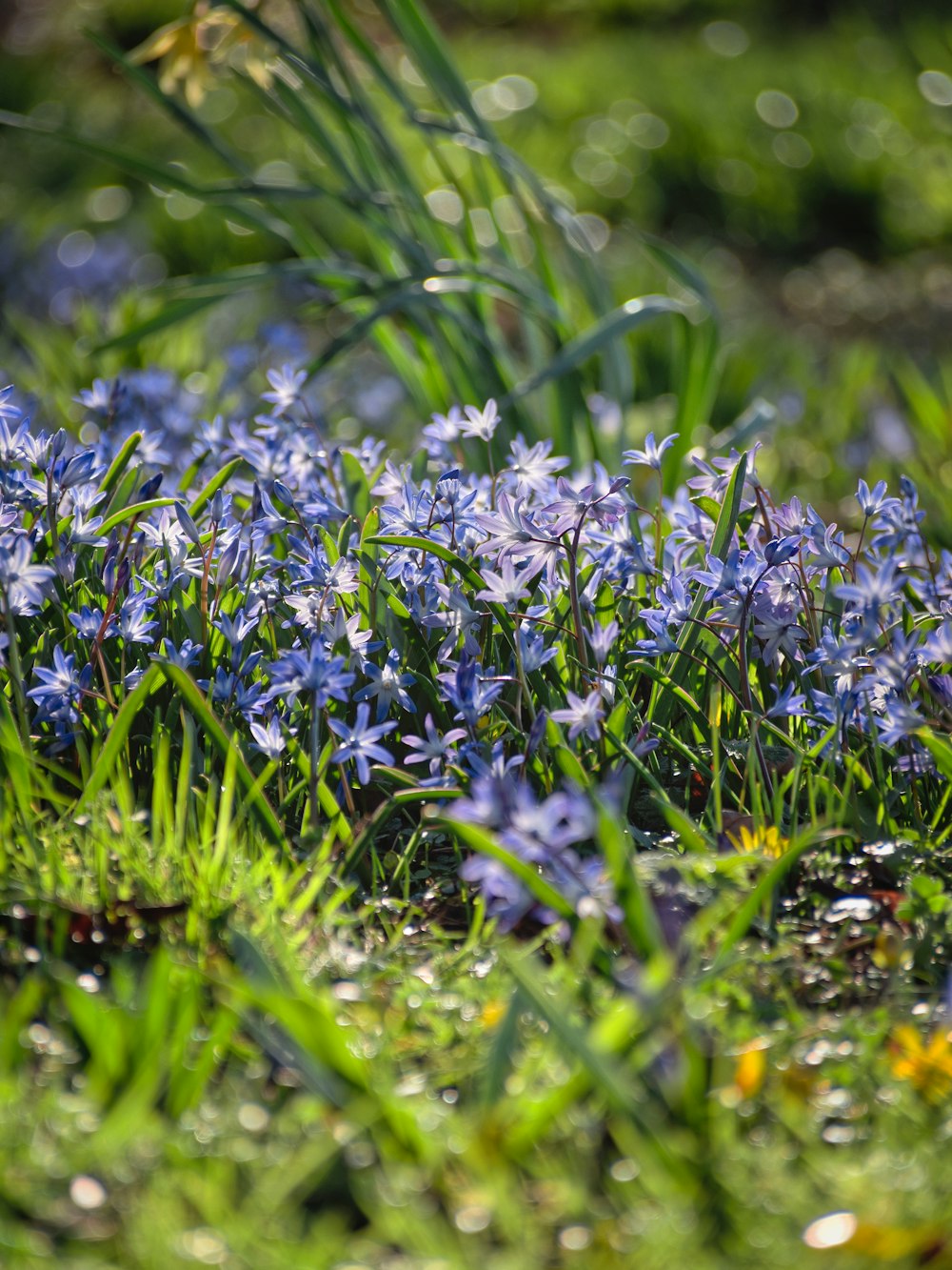 purple flowers on green grass during daytime