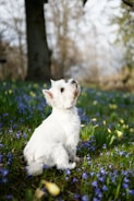 A small white dog, possibly a West Highland Terrier, sits in a field of blooming flowers, including blue and yellow blossoms. The background features blurred trees and a large tree trunk, suggesting a natural, park-like setting.