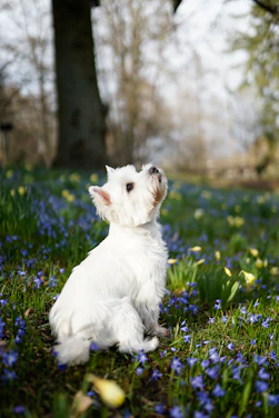 A joyful West Highland White Terrier puppy exploring a sunlit garden with colorful flowers.