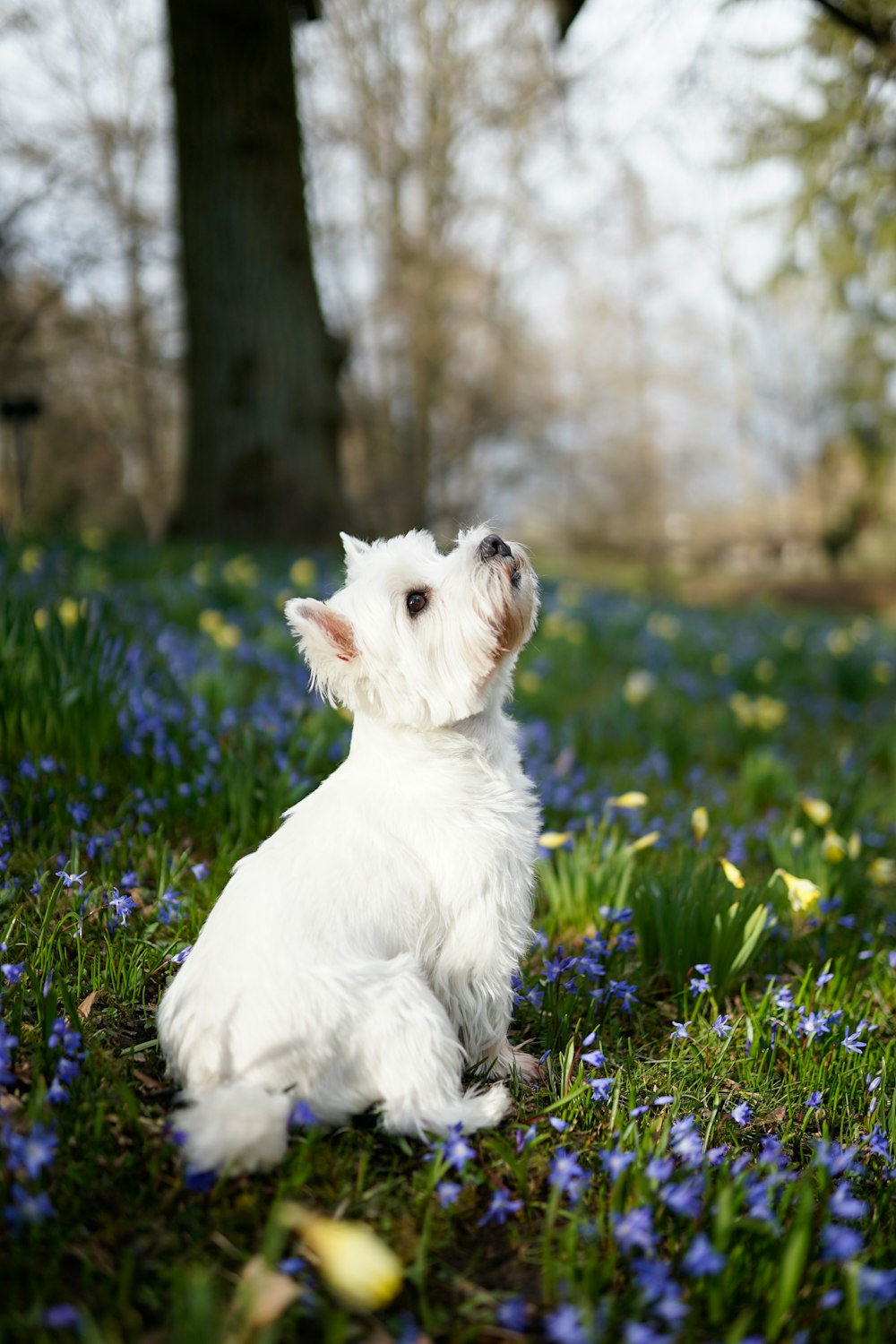 昼間の緑の芝生に白いロングコートの小型犬
