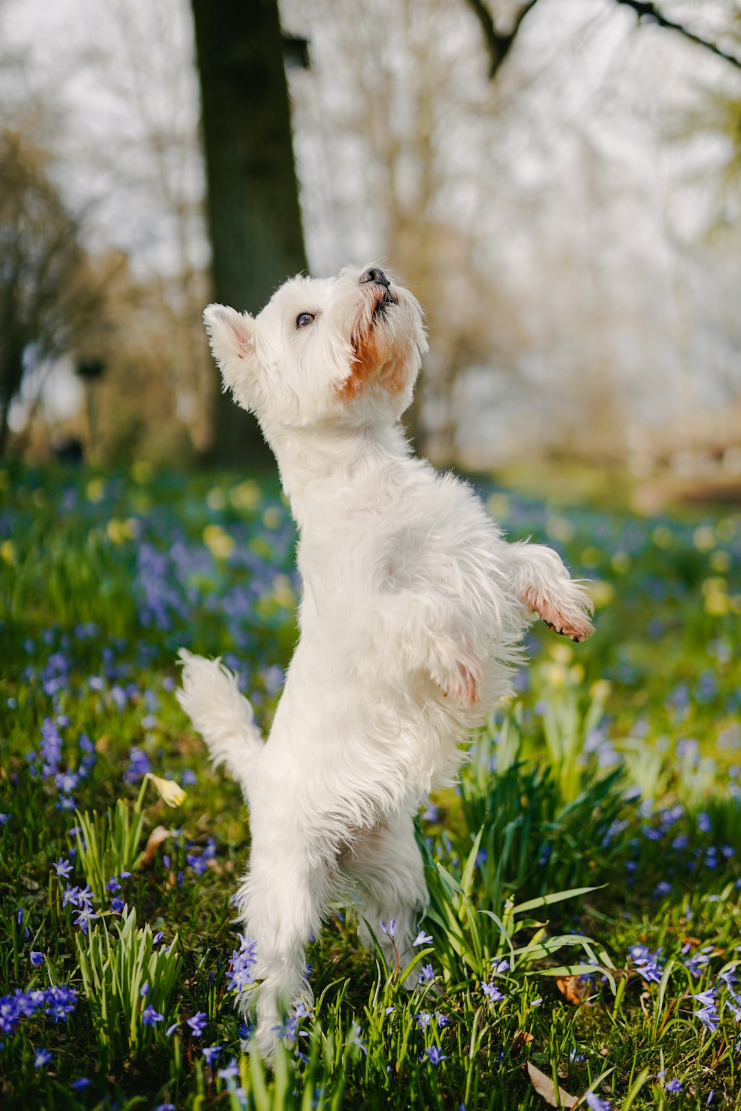 white long coat small dog on green grass field during daytime