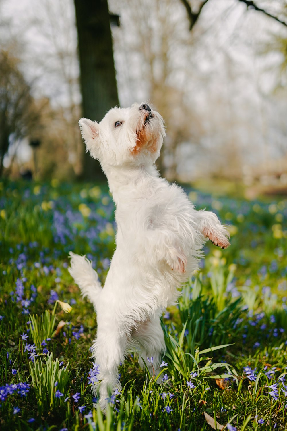 昼間の緑の芝生の上の白いロングコートの小型犬
