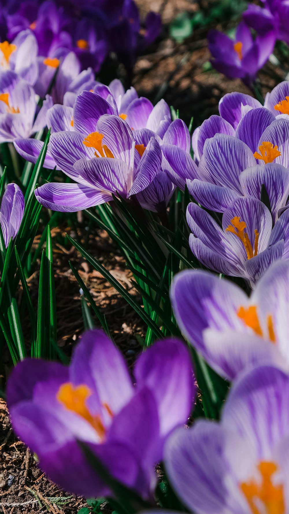 purple crocus flowers in bloom during daytime