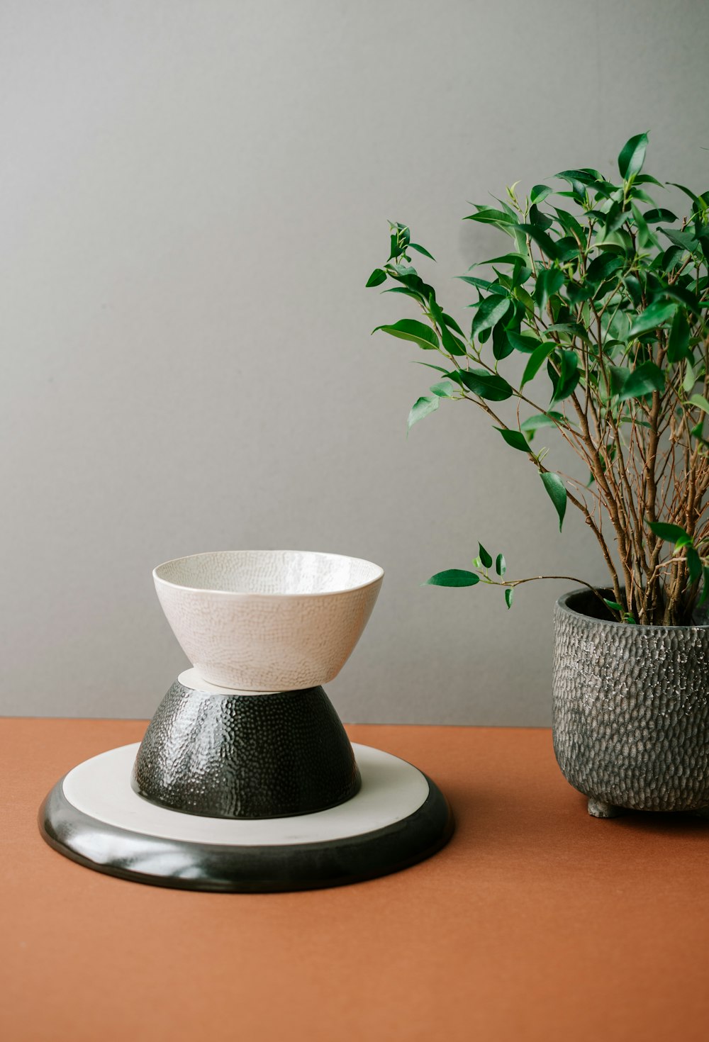 green plant on white ceramic pot